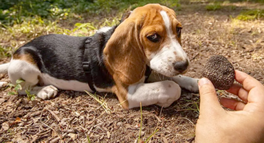 truffle dog