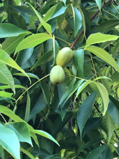 hickory nuts on the tree