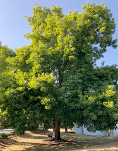 hickory tree