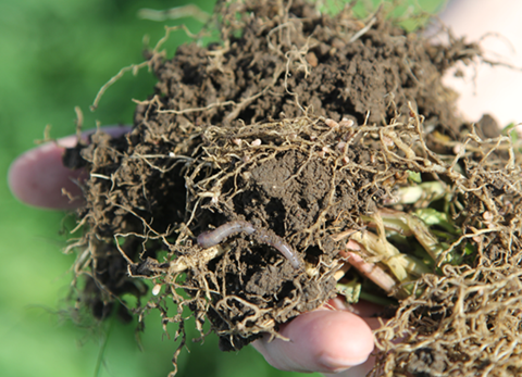 picture of healthy soil with a worm