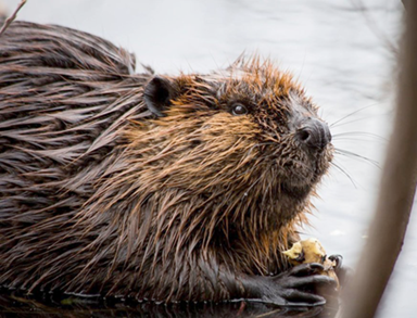 Beavers: nature's firefighters! – The Cedar Mill News