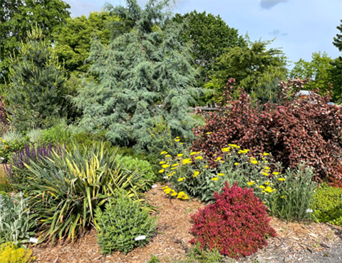 conifer garden