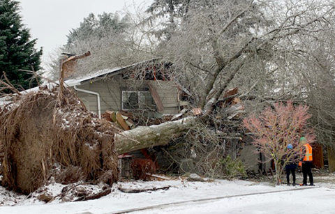 downed tree