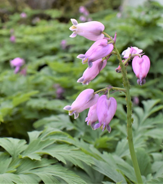 native plant with purple blossoms