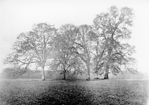 trees at five oaks