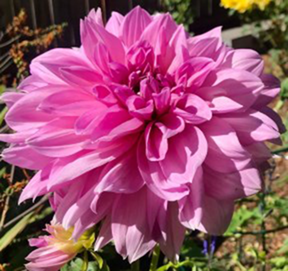 pink dahlia close-up photo