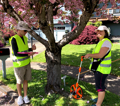 tree measuring