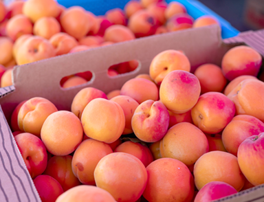 Apricots sold at the Granja Nuevo Horizonte stand