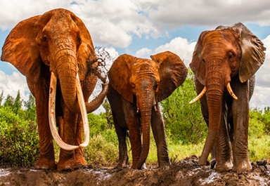 three elephants