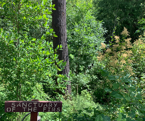 sanctuary of the firs sign in front of firs in forest