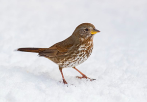 fox sparrow in snow