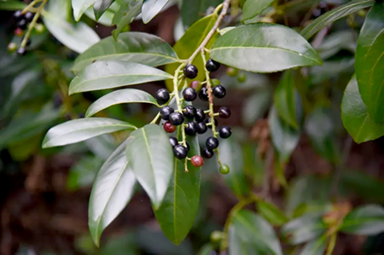 Is cherry laurel hot sale poisonous to dogs