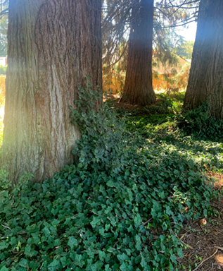 ivy in the woods