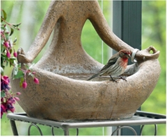 A shallow bowl of water becomes a splash event for small birds during summer! This house finch visited every day for a delightful cooling drink and bath.