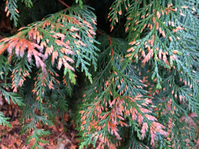 cedar tree