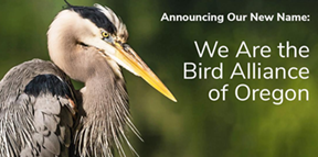 photograph of heron with text reading "announcing our new name: we are the bird alliance of oregon"