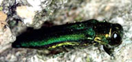 emerald ash borer insect