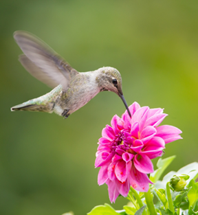 hummingbird at pink flower