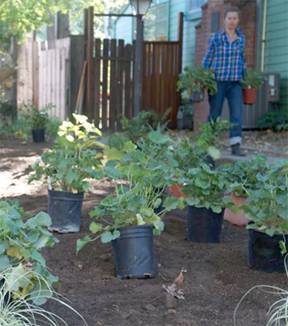 fall planting