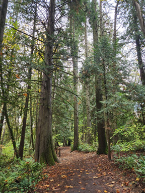 noble tree walk