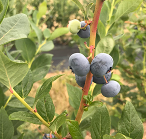 blueberry bush