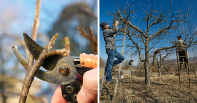 pruning