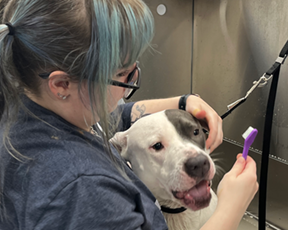 scenthound tooth cleaning