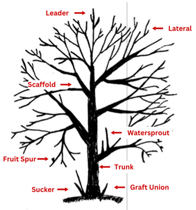 tree anatomy illustration