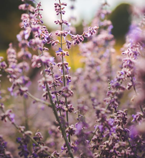 purple wildflowers