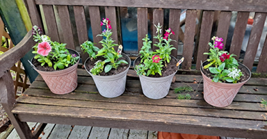 plants on a bench