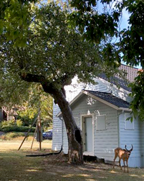 john quincy adams young house tree with deer