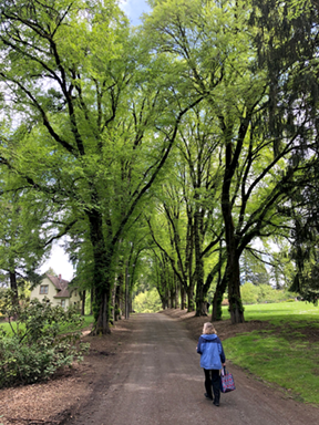person walking under trees